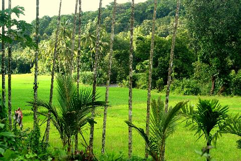 Agricultural Plantations in Goa - Download Goa Photos